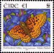Pearl-bordered Fritillary (Boloria euphrosyne) 