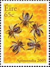 European Honey Bee (Apis mellifera)