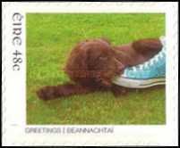 Dog at a Feet in Sneakers