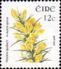 Autumn Gorse (Ulex gallii)