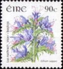Viper's bugloss (Echium vulgare)
