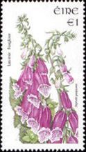 Purple Foxglove (Digitalis purpurea)