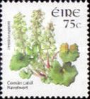 Navelwort (Umbilicus rupestris)