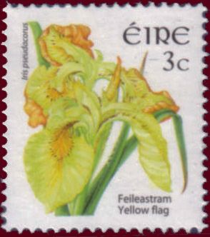 Yellow Flag (Iris pseudacorus)