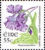 Large-flowered Butterwort (Pinguicula grandiflora)