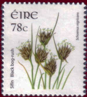 Black Bog-rush (Schoenus nigricans)