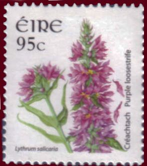 Purple Loosestrife (Lythrum salicaria)