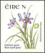 Blue-eyed-grass (Sisyrinchium bermudiana)