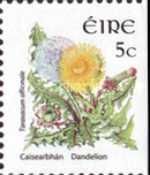 Dandelion. Taraxacum officinale