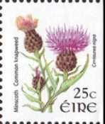 Common Knapweed - Centaurea nigra 