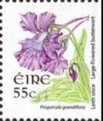 Large-flowered Butterwort (Pinguicula grandiflora)
