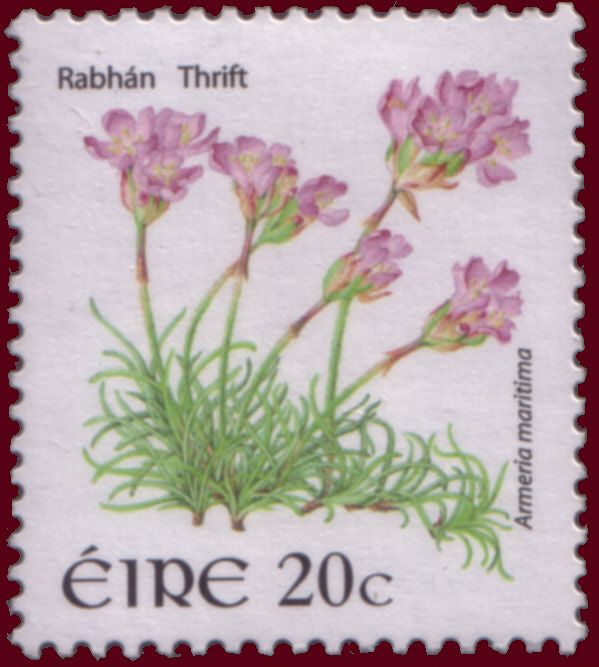 Thrift (Armeria maritima)