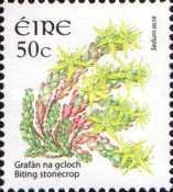 Biting Stonecrop (Sedum acre)