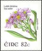 Sea Aster (Aster tripolium)