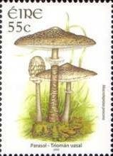 Parasol (Macrolepiota procera)