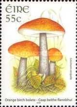 Orange Birch Bolete (Leccinum versipelle)