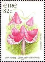 Pink Waxcap (Hygrocybe calyptriformis)