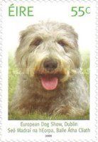 Irish Terrier „Abberann Conan“ (Canis lupus familiaris)