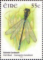 Irish Bluet (Coenagrion lunulatum)