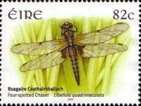 Four-spotted Chaser (Libellula quadrimaculata)