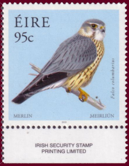 Merlin (Falco columbarius)