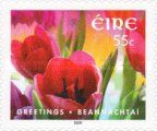 Greetings - Tulips