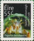 Hermit Crab (Pagurus bernhardus)