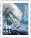 Common Bottlenose Dolphin (Tursiops truncatus)