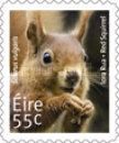 Eurasian Red Squirrel (Sciurus vulgaris)