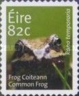 European Common Frog (Rana temporaria)