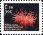 Beadlet Anemone (Actinia equina)