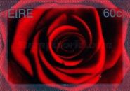 Red Rose