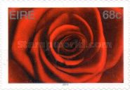 Red Rose