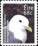 Black-legged Kittiwake (Rissa tridactyla)