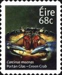 Green Crab (Carcinus maenas)