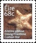 Cushion Star (Asterina gibbosa)