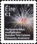 Fireworks Anemone (Pachycerianthus multiplicatus)
