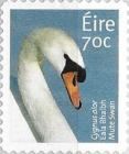 Mute Swan (Cygnus olor)