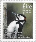 Great-spotted Woodpecker (Dendrocopos major)