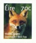 Red Fox (Vulpes vulpes)