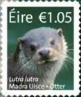 Eurasian Otter (Lutra lutra)