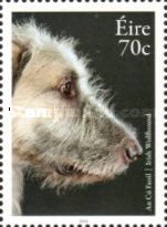 Irish Wolfhound (Canis lupus familiaris)