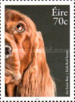 Irish Red Setter (Canis lupus familiaris)