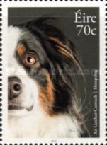 Sheepdog (Canis lupus familiaris)