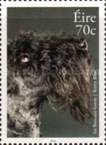 Kerry Blue (Canis lupus familiaris)