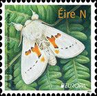 White Prominent Moth (Leucodonta bicoloria)