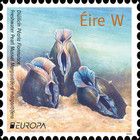 Freshwater Pearl Mussel (Margaritifera margaritifera)