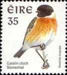 European Stonechat (Saxicola torquata)