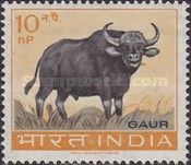 Gaur (Bos gaurus)