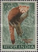 Himalayan Panda (Ailurus fulgens)